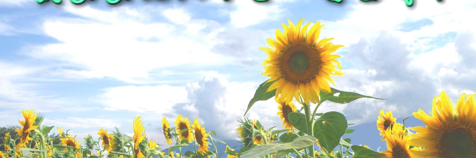 kimahapi's profile banner image