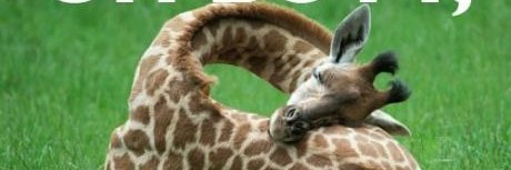 manfredfinch's profile banner image