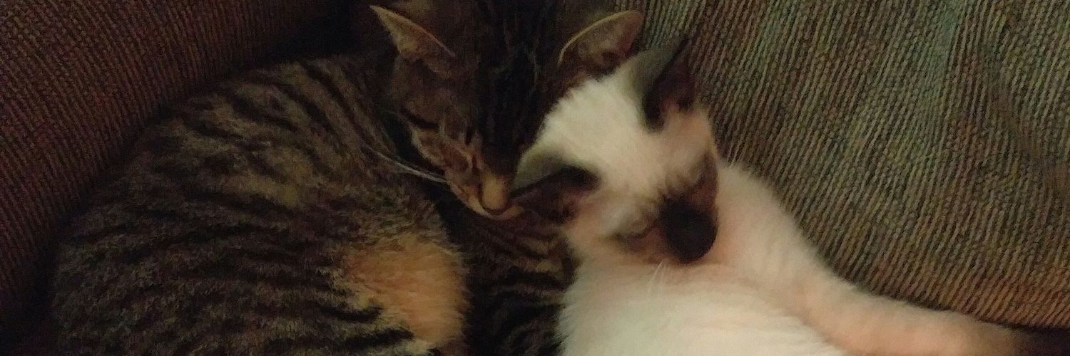 Epic_Cbear's profile banner image
