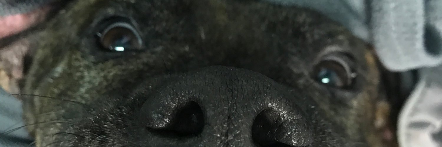 Pitty_For_Life's profile banner image