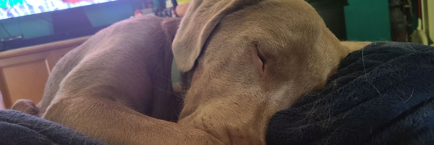 Jim Cancellari banner