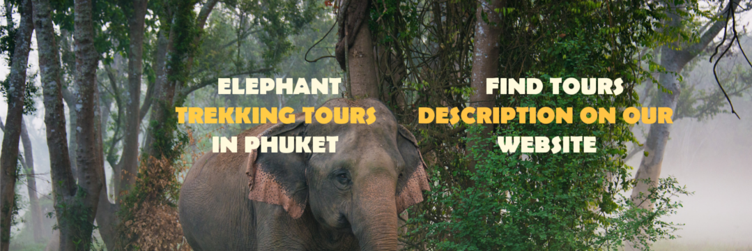 phuket_elephant's profile banner image