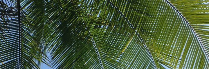 paularojasr's profile banner image