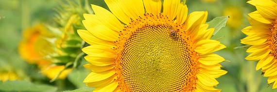 wayneplantation's profile banner image