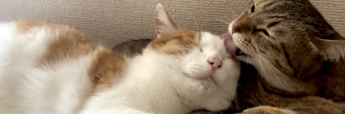 chi_challmia's profile banner image