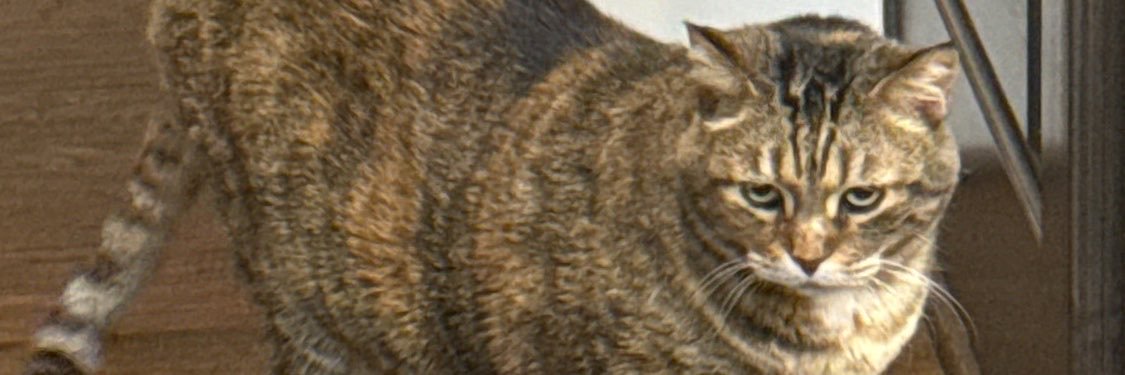 tasonvenus's profile banner image