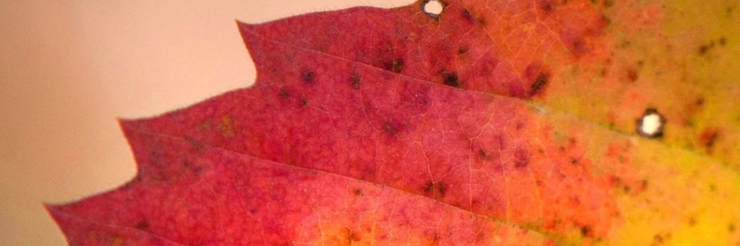 Suncornielle's profile banner image