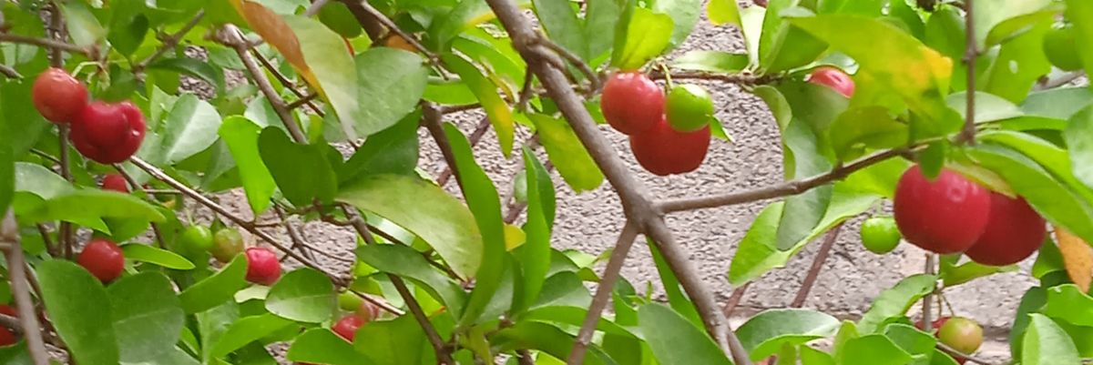 Bibibumi's profile banner image