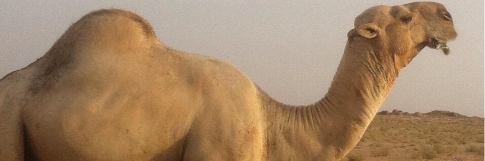 Shaibani33's profile banner image
