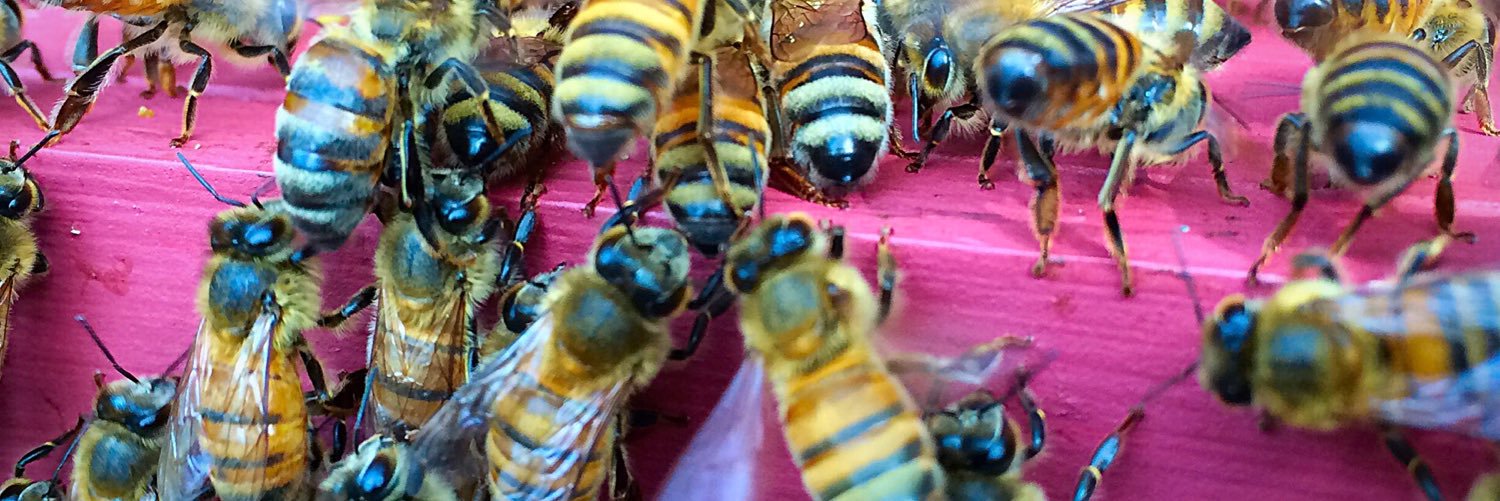 Beecasso Live Bee (@BeeCassoBee) / Posts / X