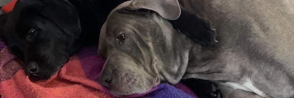 🧟‍♂️🧑🏻‍🍼Ploos banner