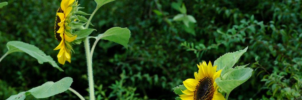 こめち🍚 banner