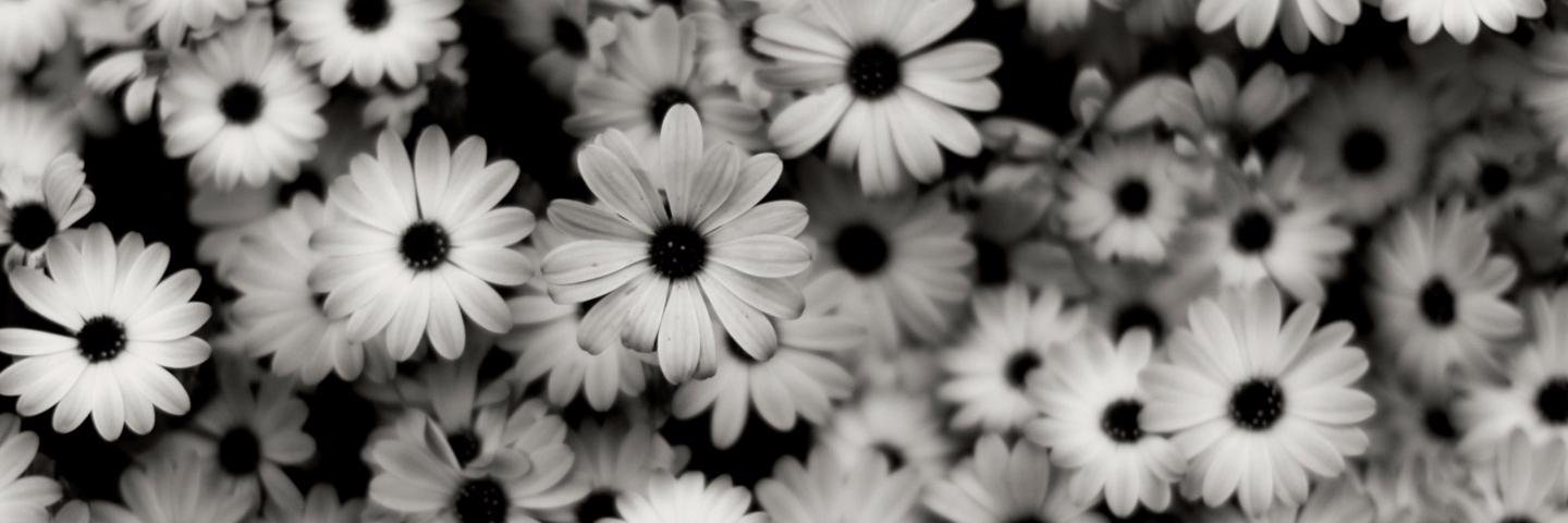 Stephy_Tausch's profile banner image