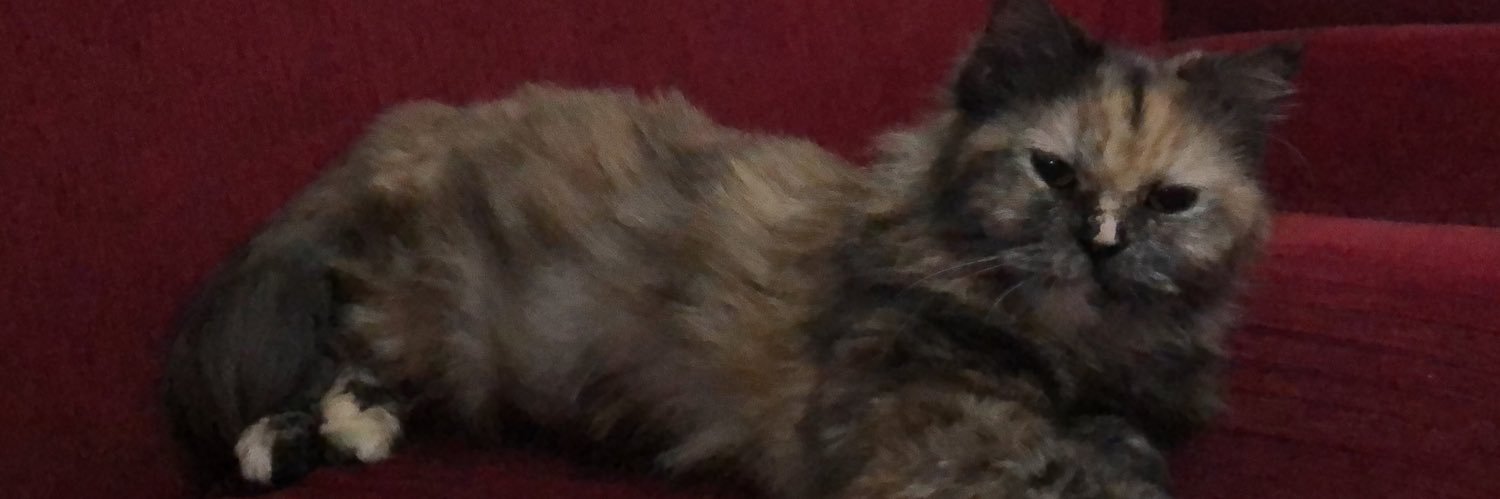 CSheilla's profile banner image