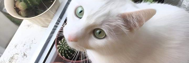 alyzwell's profile banner image