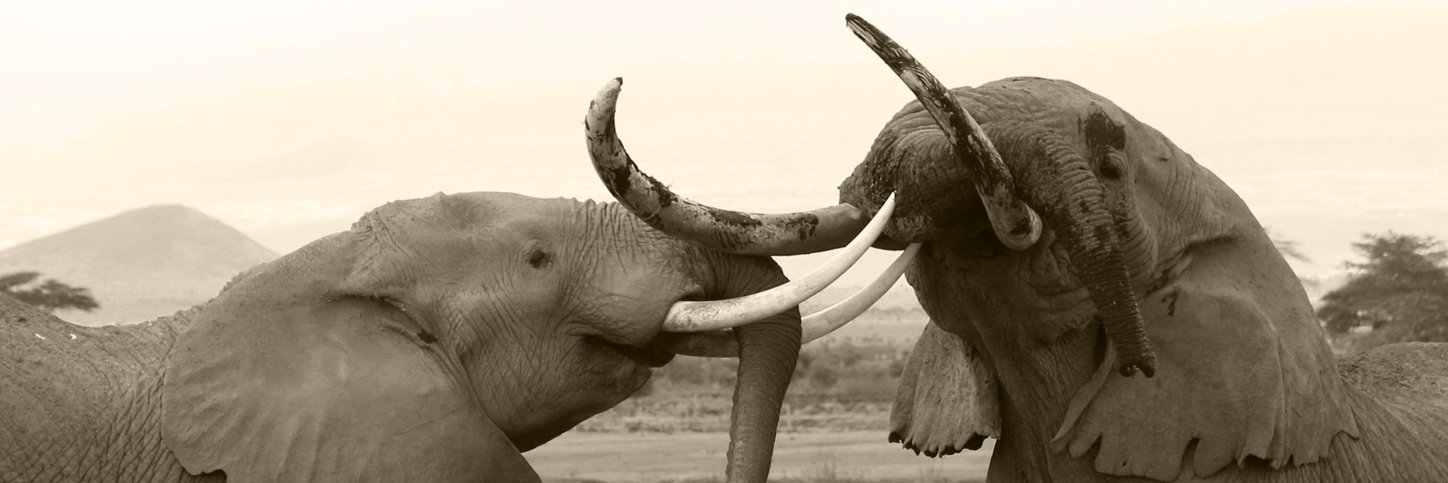 ElephantTrust's profile banner image
