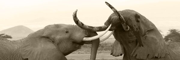 ElephantTrust Profile Banner