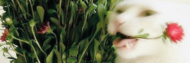 aly ╰(*´︶`*)╯ banner