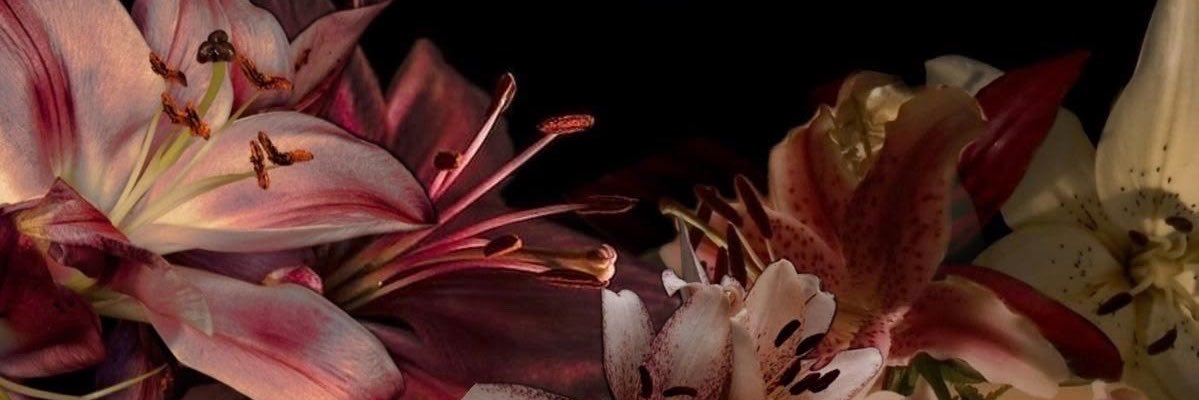 soIacedsun's profile banner image