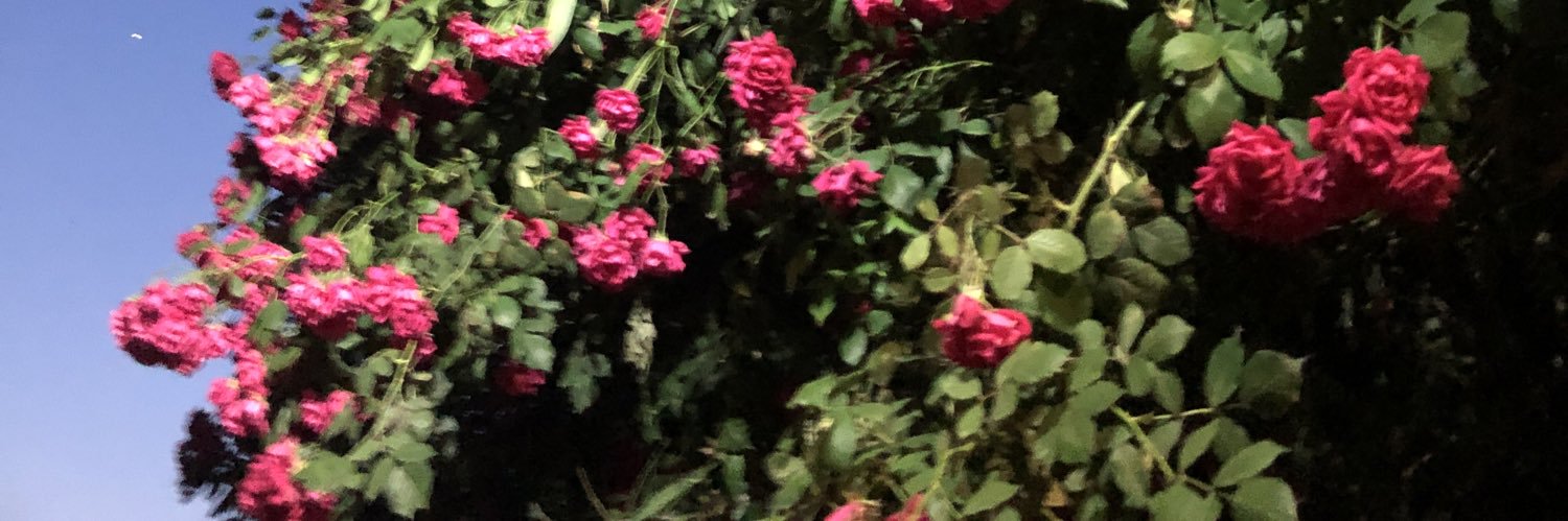 心ハヤシ banner