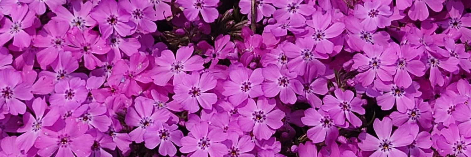 ここあ🐹 banner