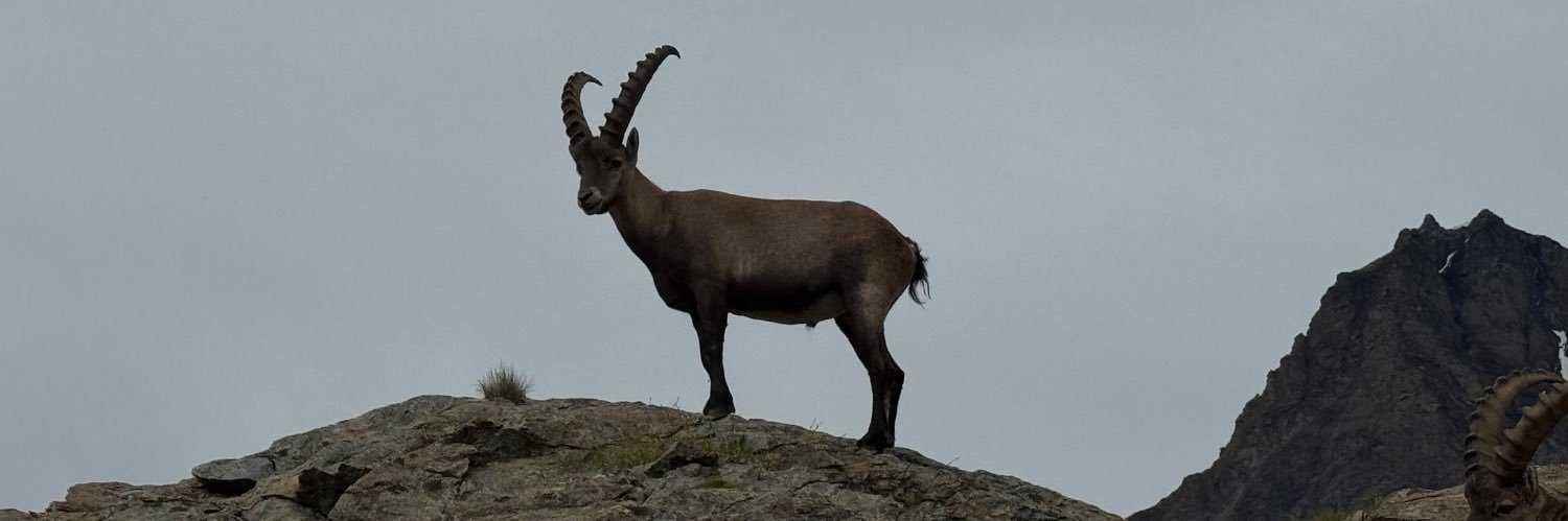 Nadia Campaniello banner