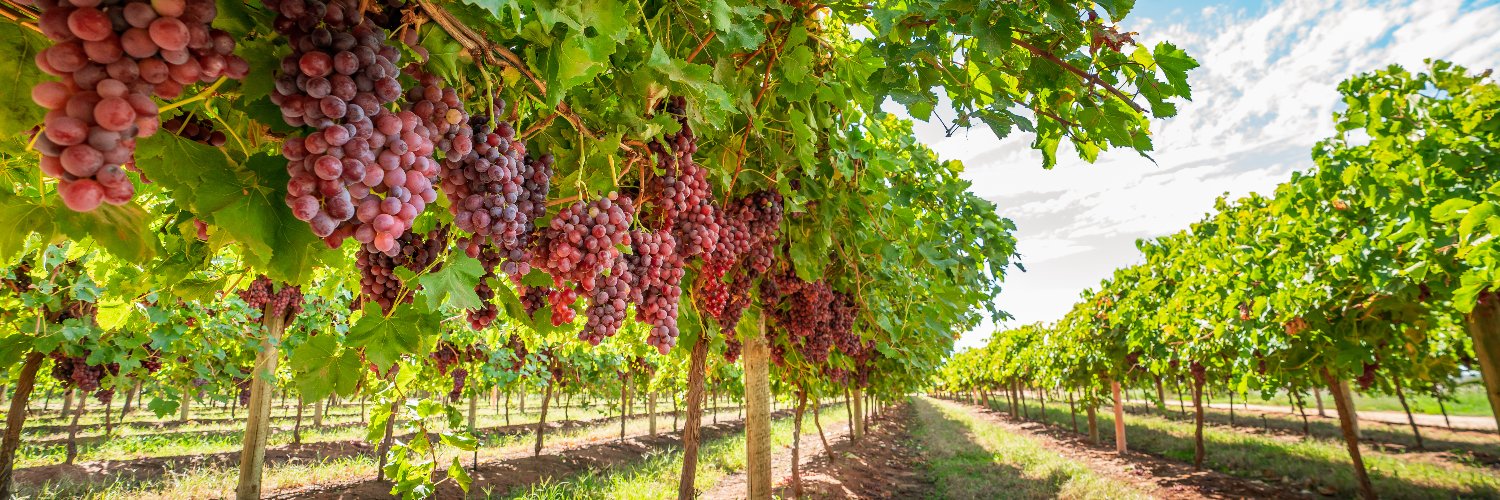 Australian Table Grape Association banner