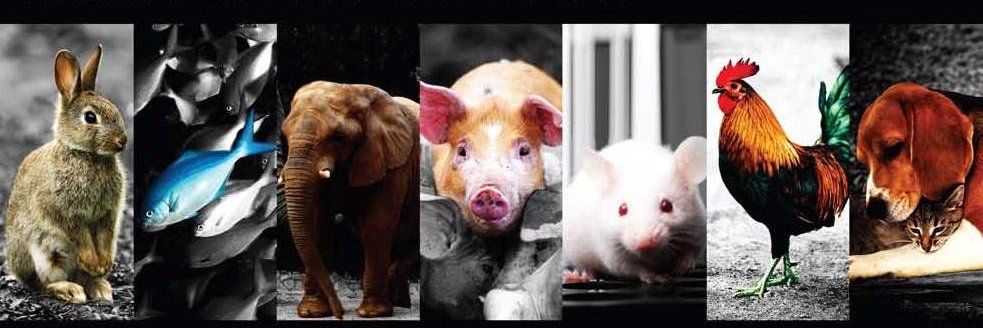 VeganDeb's profile banner image