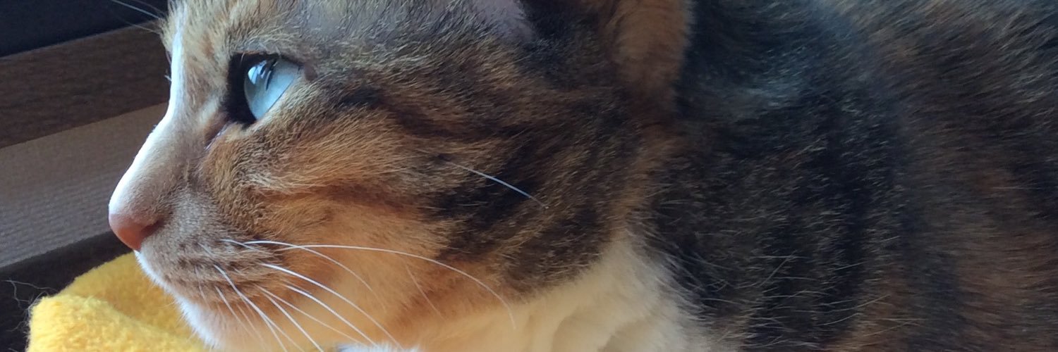 yutacho's profile banner image