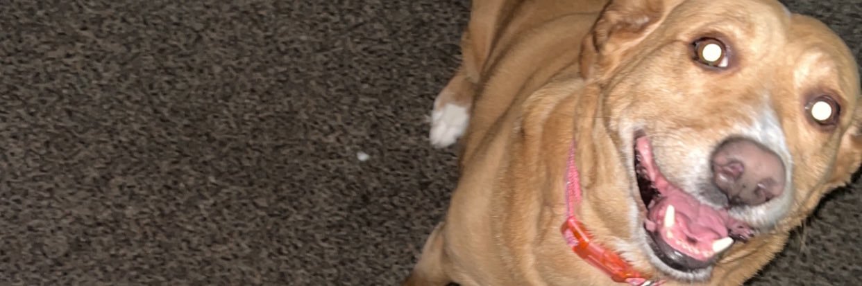 dillbynum's profile banner image