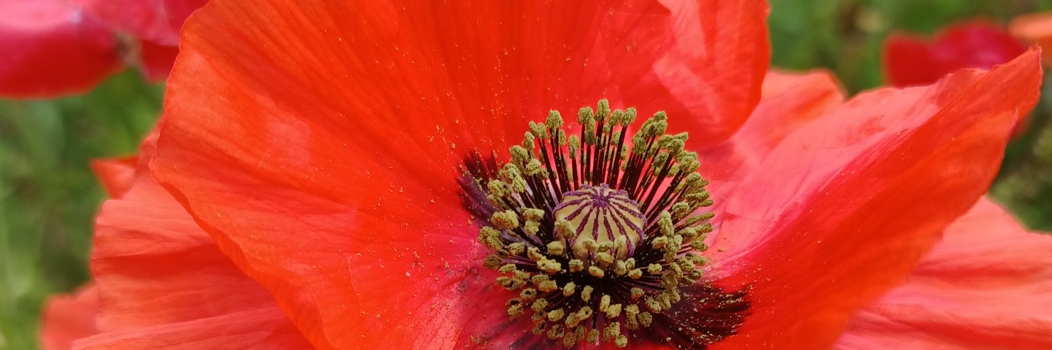 SteveAveryGames banner