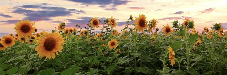 JenniferDeCarl4's profile banner image