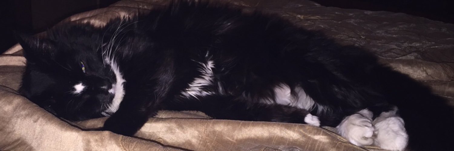 prettypaws177's profile banner image