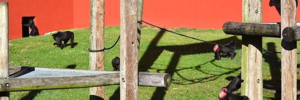 Zimm901 Profile Banner