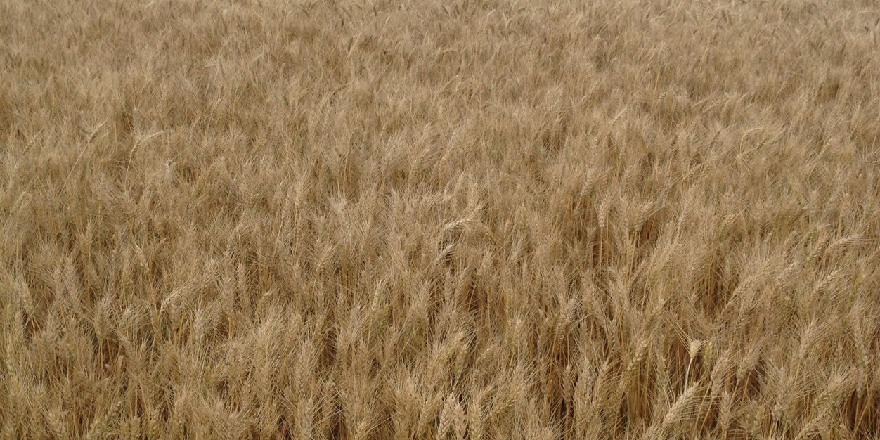 derek banner