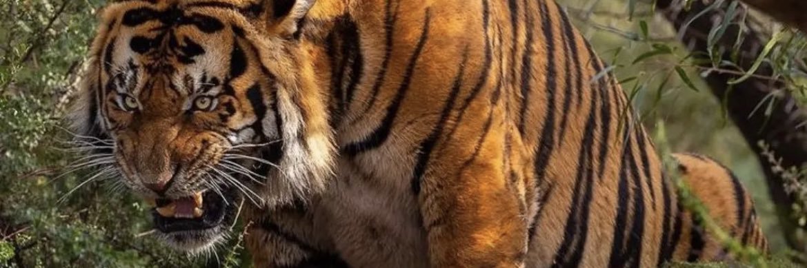 Matthew Koenig banner