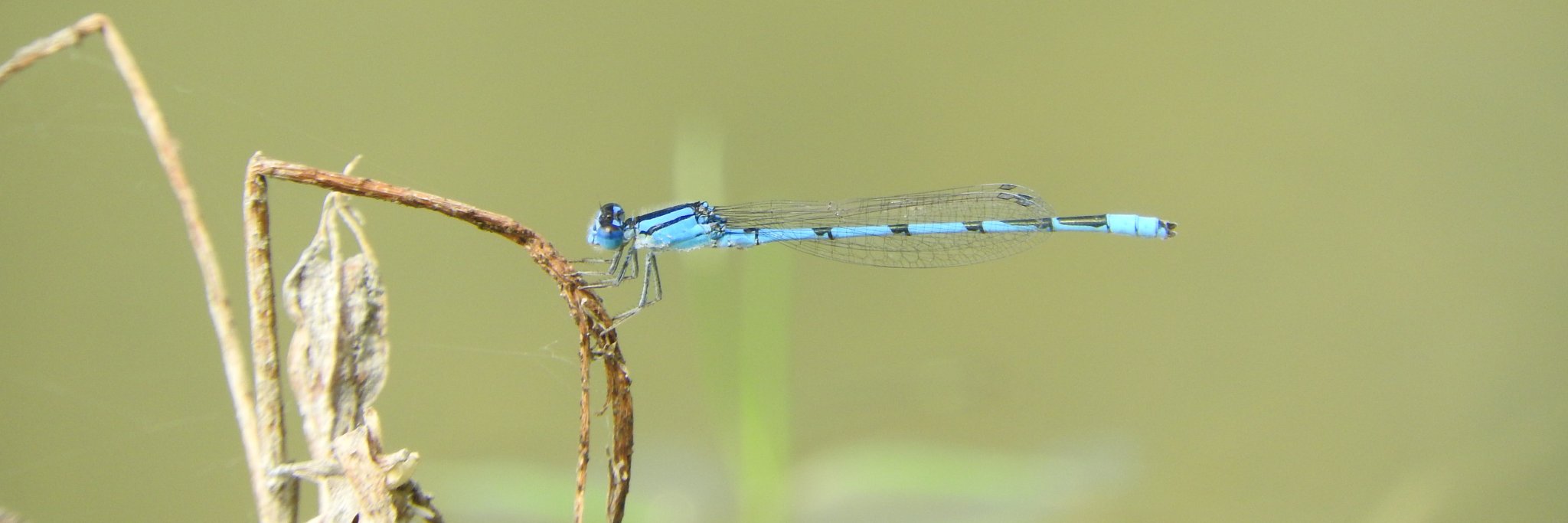 Carlos Aztekium Velazco🇲🇽 banner