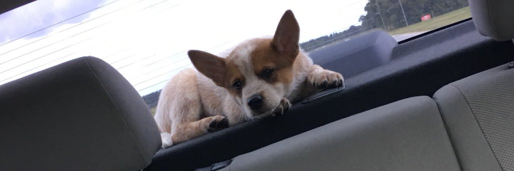 liindseysue's profile banner image