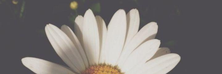 Freaky__Fan's profile banner image