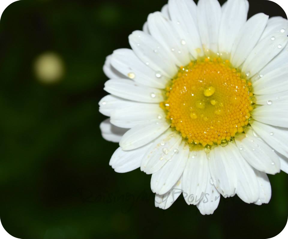 Deborah Coombs banner