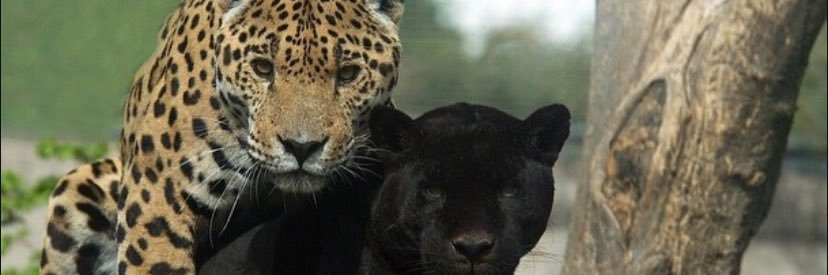youngxchoc's profile banner image