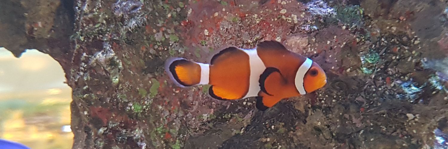 Joaquin Silvestre banner