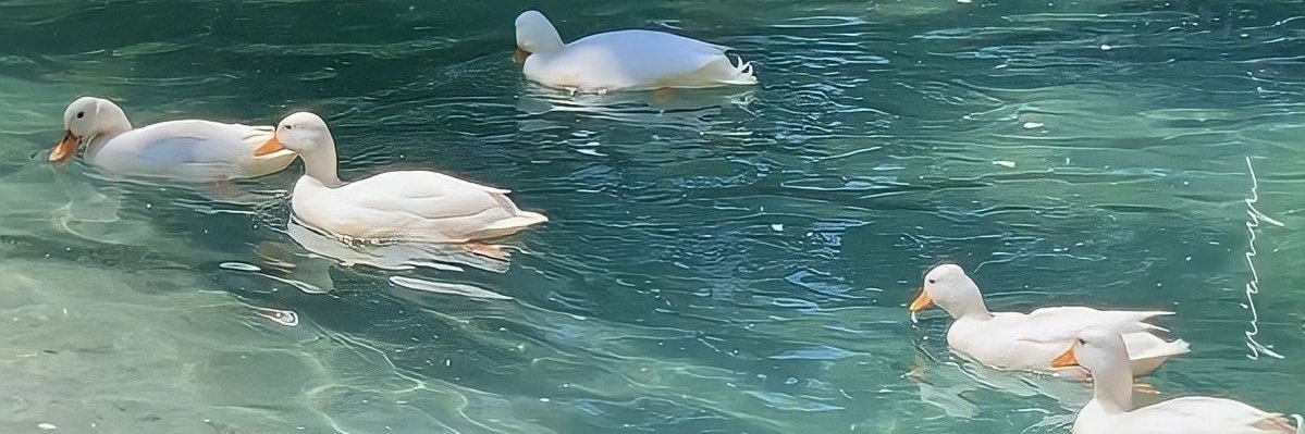 🪼inSUMMER🎐 banner