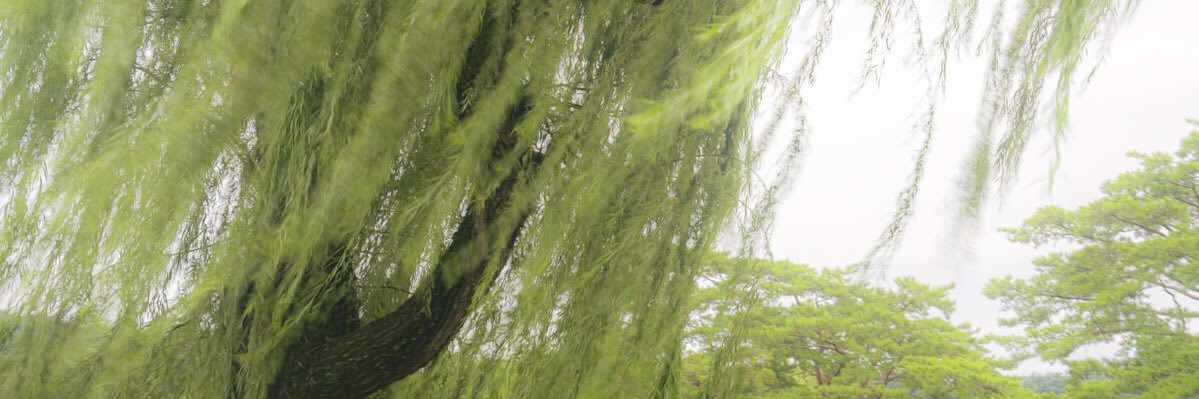 ninyi's profile banner image