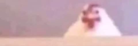 XSVJerk's profile banner image