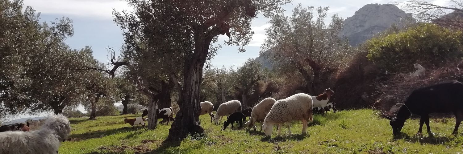 ελευθερία banner