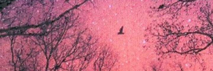 LollySweeet's profile banner image