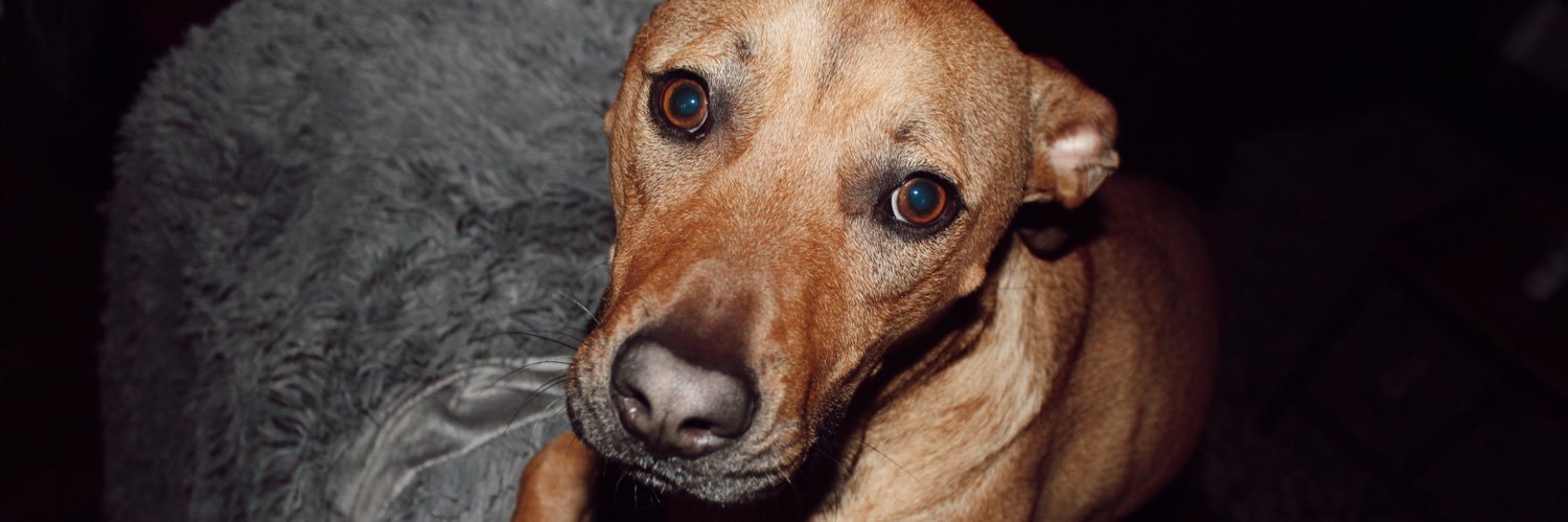 presleighcatess's profile banner image