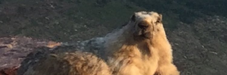 MarmotEgg's profile banner image