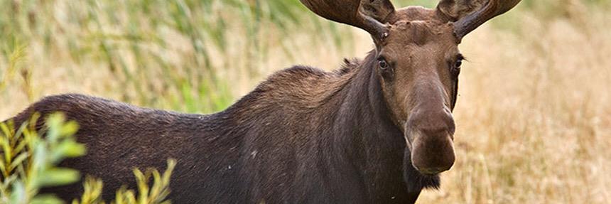 moosemovement's profile banner image